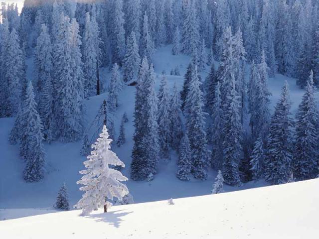 Alberi innevati